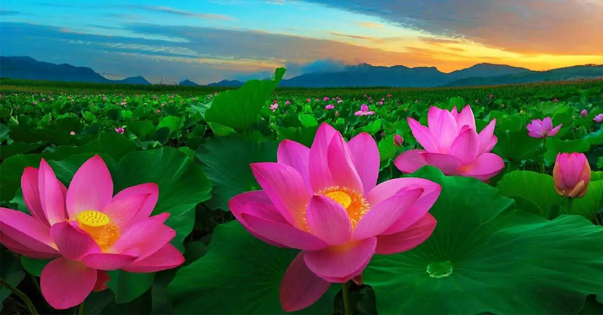 Hoa sen trong cuộc bầu chọn quốc hoa
